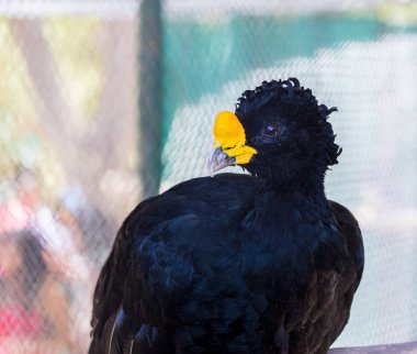 Bare faced curassow clipart