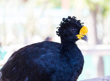 Çıplak yüzlü curassow