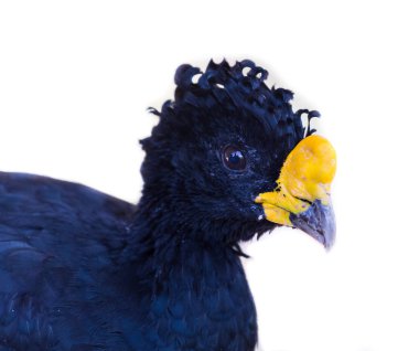 Bare faced curassow clipart
