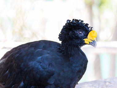 Çıplak yüzlü curassow
