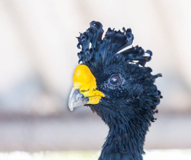 Bare faced curassow clipart