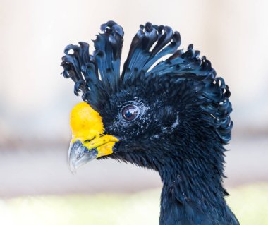 Çıplak yüzlü curassow