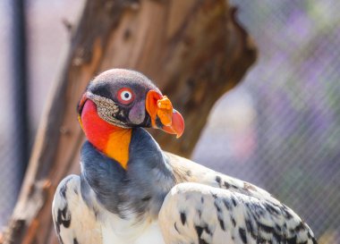 Kral akbaba yakın çekim.