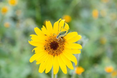 Vahşi bir çiçek Meksika katydid tünemiş.