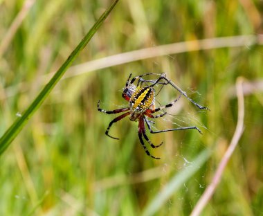altın ipek örümcek.