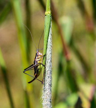 Vahşi bir çiçek Meksika katydid tünemiş.