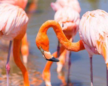 Meksika'da bir parkta Pembe Flamingo.
