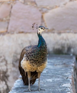 Ücretsiz Hindistan'da gezici Peacok.