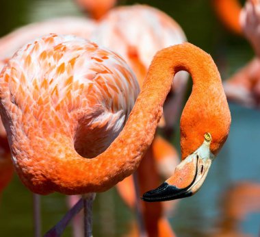Meksika'da bir parkta Pembe Flamingo.