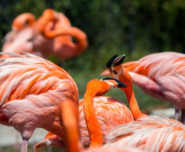 Meksika'da bir parkta Pembe Flamingo.