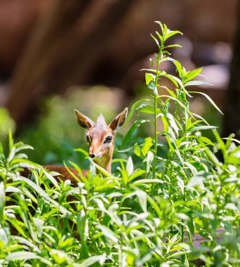 Dik dik tetikte bekliyor..