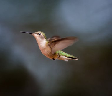 yakut boğazlı sinek kuşu.