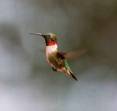 yakut boğazlı sinek kuşu.