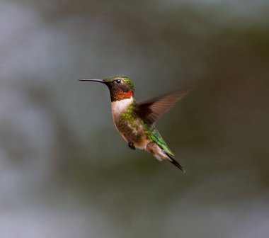 yakut boğazlı sinek kuşu.
