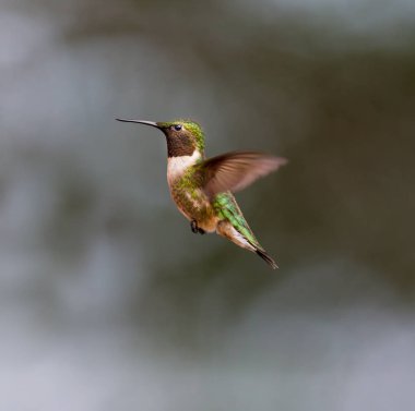yakut boğazlı sinek kuşu.