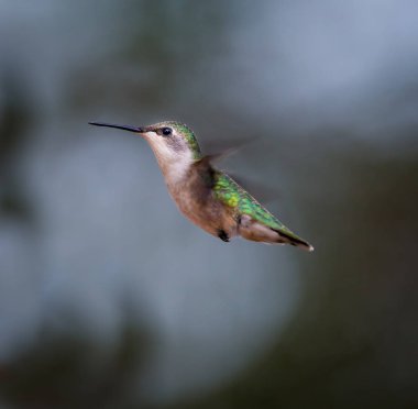 yakut boğazlı sinek kuşu.