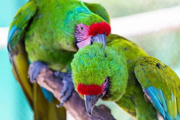 Military Macaw a rare bird in the wild.