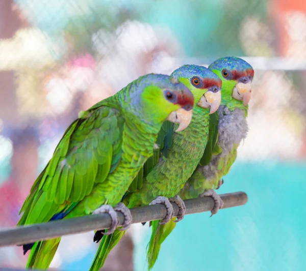 Leylak tepeli amazon papağanı.