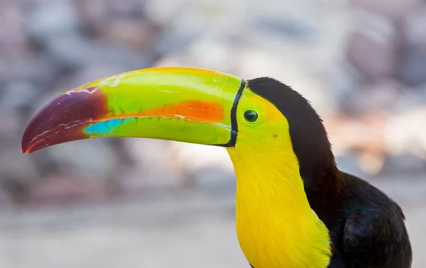 Καρίνα τιμολογείται toucan — Φωτογραφία Αρχείου