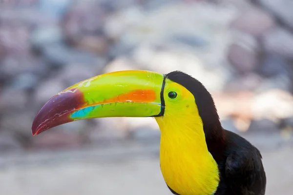 청구 하는 용골 큰부리새 — 스톡 사진