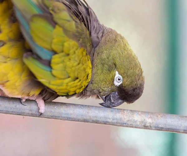 Pionus parrot close up. — Stock Photo, Image