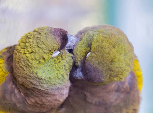 Pionus parrot close up.