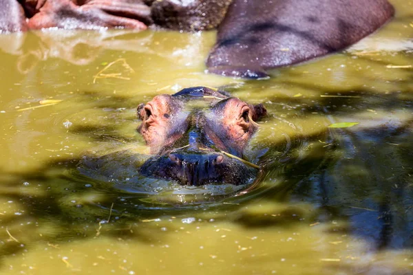 Hippopotomus close-up. — Stockfoto