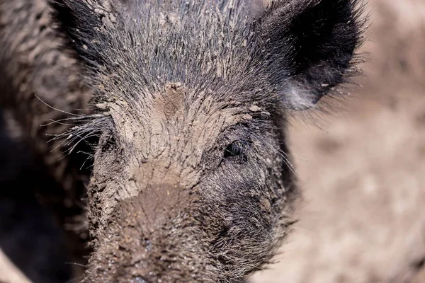Cerdo peludo salvaje . — Foto de Stock