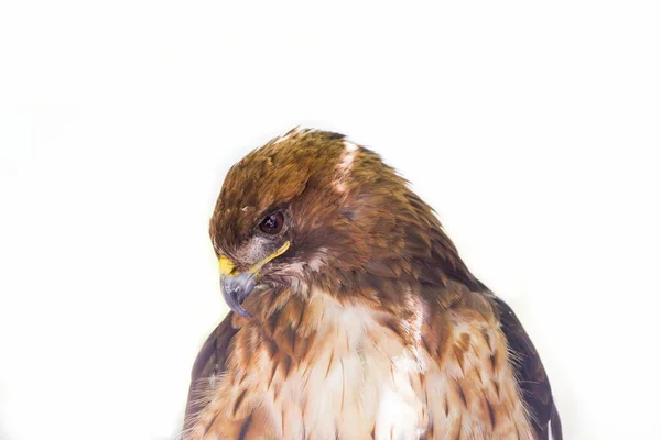 Červené tailed hawk. — Stock fotografie