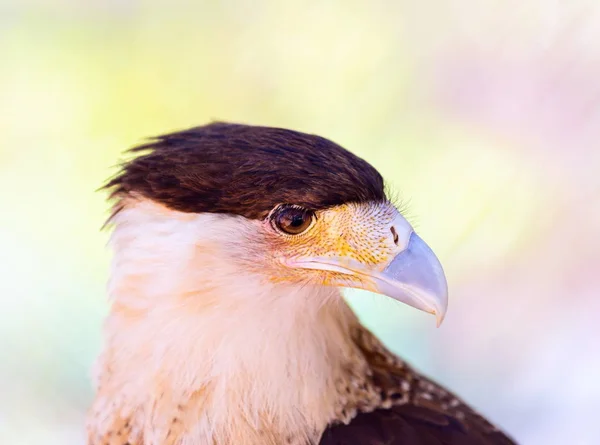 볏된 Caracara 가까이. — 스톡 사진