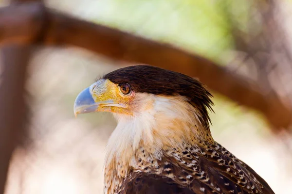 Crested Caracara de perto . — Fotografia de Stock