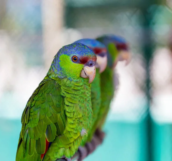Lila-krönade amazon papegoja. — Stockfoto