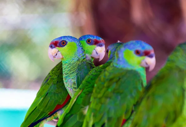Papagaio-da-amazônia coroado de lilás . — Fotografia de Stock