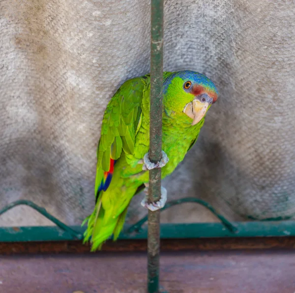 Papagaio-da-amazônia coroado de lilás . — Fotografia de Stock