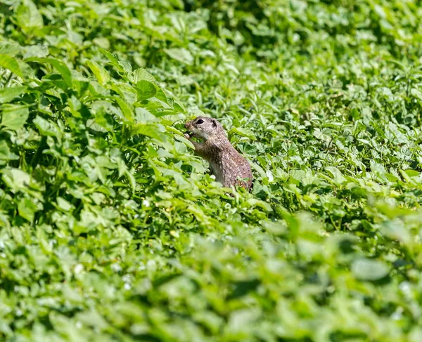 Esquilo solo mexicano . — Fotografia de Stock