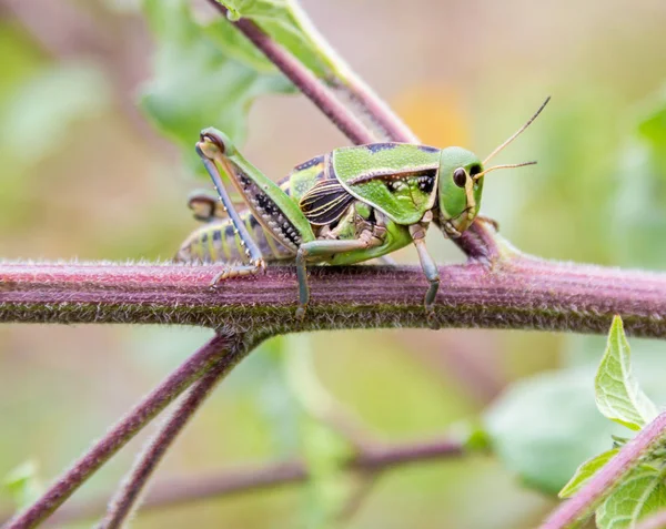 Grasshopper em um campo no México — Fotografia de Stock