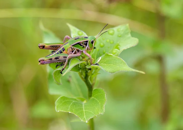 Gräshoppa i ett fält i Mexiko — Stockfoto