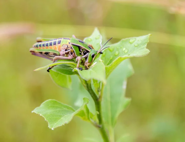 Grasshopper in a field in Mexico — Stock Photo, Image