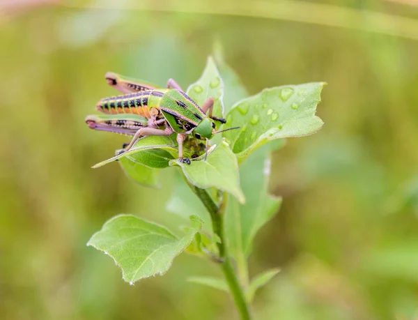 Grasshopper in a field in Mexico — Stock Photo, Image