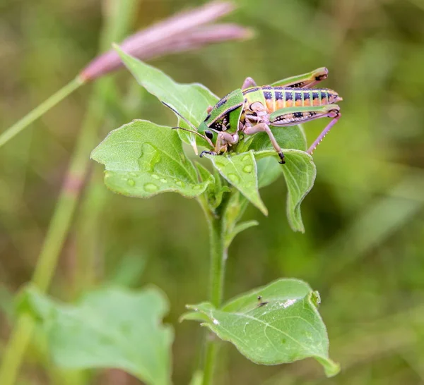 Grasshopper in a field in Mexico — Stock Photo, Image