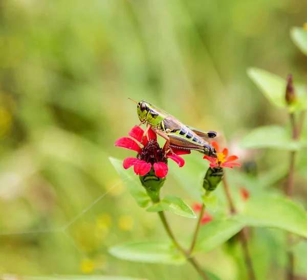 Gräshoppa i ett fält i Mexiko — Stockfoto