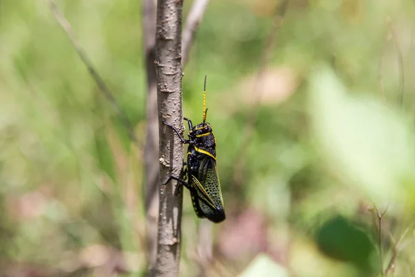 Saltamontes lubber caballo occidental . —  Fotos de Stock