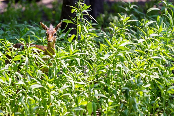 Dik dik steht in Alarmbereitschaft. — Stockfoto