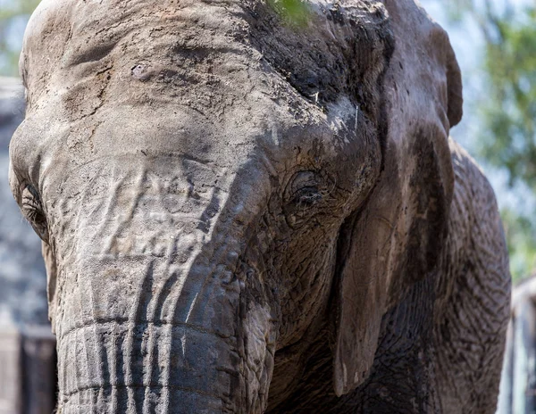 Slon africký zblízka. — Stock fotografie