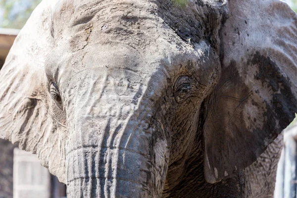 Słoń afrykański z bliska. — Zdjęcie stockowe