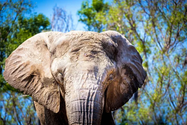 African Elephant close up.