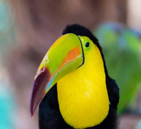 Tecla facturada Toucan — Foto de Stock