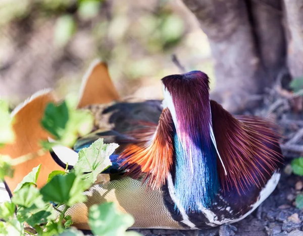 Kachnička mandarinská, nejpestřejší pták z čeledi kachna. — Stock fotografie