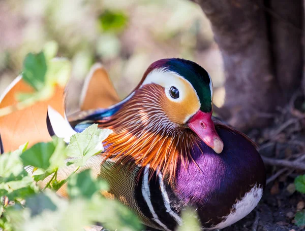 Mandarijn eend, de meest kleurrijke vogel uit de familie van de eend. — Stockfoto