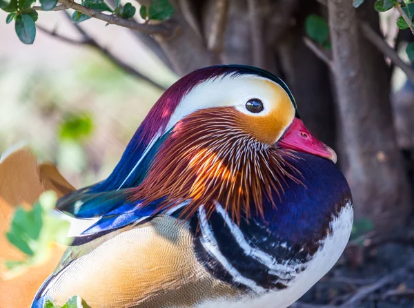 Mandarijn eend, de meest kleurrijke vogel uit de familie van de eend. — Stockfoto